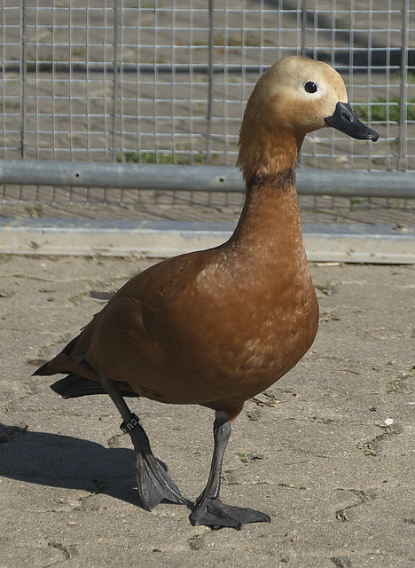 洛夫顿