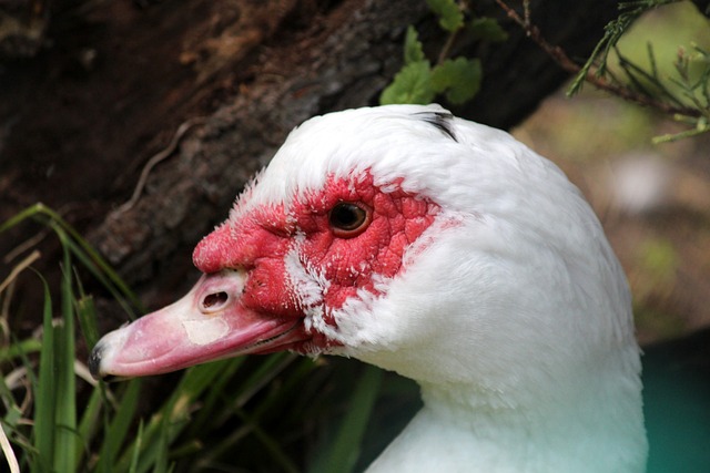 加沙地区的 加沙地区的