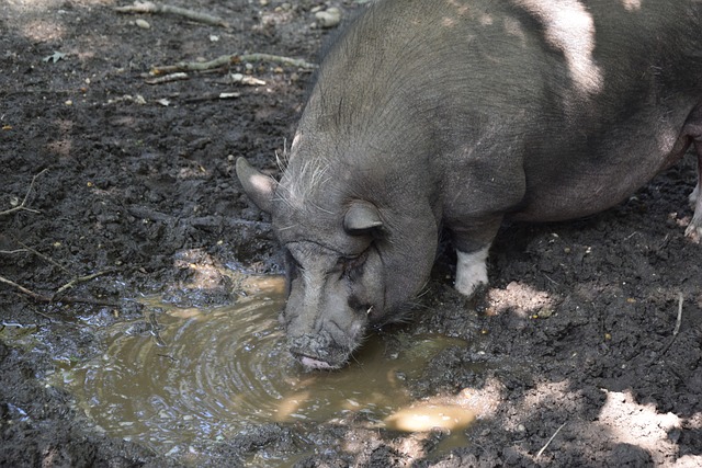 三连胜！亚冬会冰壶混双循环赛中国队战胜菲律宾队.